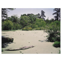 Bayou (swamp), Louisiana, USA Personalized Flyer