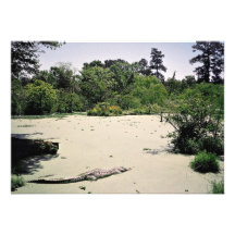 Bayou (swamp), Louisiana, USA Personalized Invite
