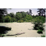 Bayou (swamp), Louisiana, USA
