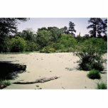 Bayou (swamp), Louisiana, USA