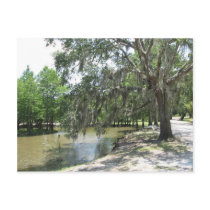 Bayou Tree, Avery Island, Louisiana Postcards