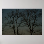 bayou trees poster
