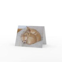 BC- Cute Chihuahua Puppy Greeting Cards