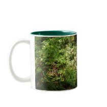 BC Forest Creek Ferns Wilderness Nature Drinkware
