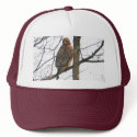 BC- Red-shouldered Hawk Hat