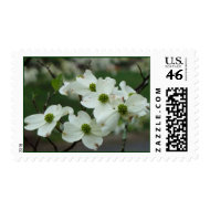 BC- White Dogwood Floral Postage Stamps stamp