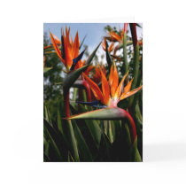 [ BD ] Flocks / Bird of Paradise : greeting card