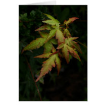 [ BD ]  Maple on Yoshino mountain, Nara, Japan cards