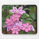 BD- Pink clematis flower mousepad by patcallum BD- Pink clematis flower mousepad
