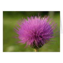 Be a Prick - pink thisetle card by Rainmountain Be a Prick - pink thisetle card