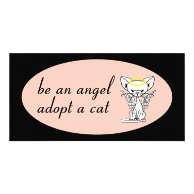 Be An Angel Adopt A Cat Photocard Photo Cards by meetthemews