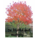 Be fruitful and multiply... t-shirts