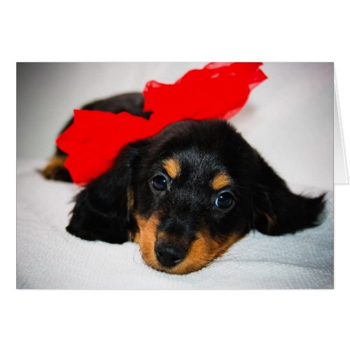 Be Mine-Dachshund puppy valentine's day card