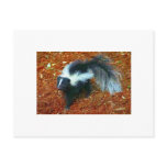 Be nice or I'll stink ya!-postcard