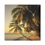 Beach at sunset, Trinidad Refrigerator Magnets