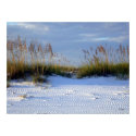 Beach Beauty, S Cyr posters