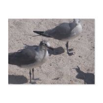Beach Birdies Postcard