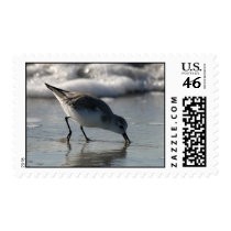 Beach Birds 1 Postage postage by Gilliand_Photo Beach Birds 1 Postage postage