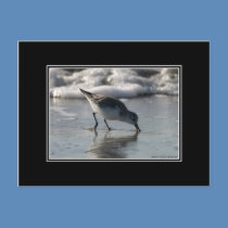 Beach Birds _ 1 postcards by Gilliand_Photo Beach Birds _ 1 postcards