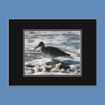 Beach Birds_3 Postcard by Gilliand_Photo Beach Birds_3 Postcard