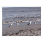 beach birds postcards