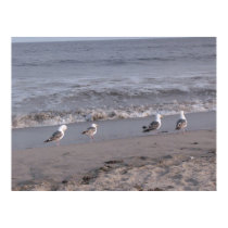 beach birds posters by DonnaGrayson_Photos beach birds posters