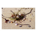 beach bouquet posters by dma847 beach bouquet posters