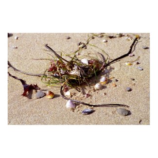 beach bouquet poster p228972928008971793vsu7 325 Green gardening: liquid seaweed fertilizer