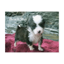 Beach Boy Postcard