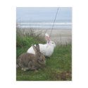 Beach Bunnies - Customized postcards by weedflemishgiants Beach Bunnies - Customized postcards