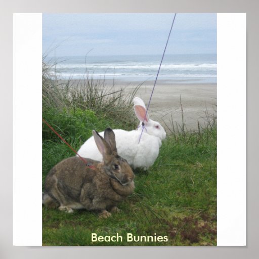 Beach Bunnies Poster Zazzle