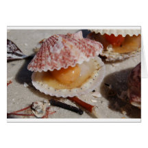 Beach Clam Greeting Cards