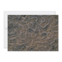 Beach coral, Trinidad Invites