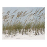 beach dune grass American summer Post Card