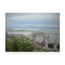 Beach Flowers postcards