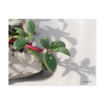 Beach Garden postcards by StarLily Beach Garden postcards