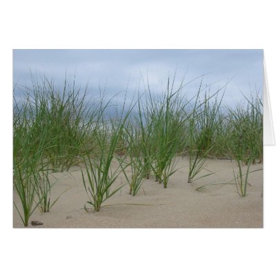 Beach grass greeting cards by pterandon