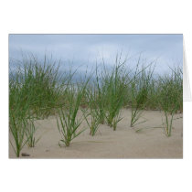Beach grass cards by pterandon Beach grass cards