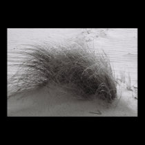 Beach Grass posters