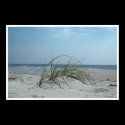 Beach Grass Print