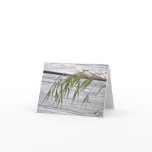 nature, plant, wild, beach, grass, seed, shore,