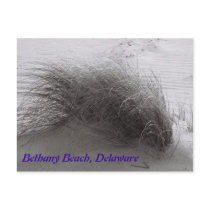 Beach Grasss Bethany Postcard by MidnightAkita Beach Grasss Bethany Postcard