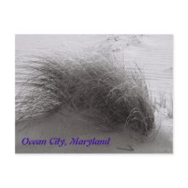 Beach Grasss Ocean City Postcard
