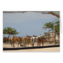 Beach Horses nature animals cards by angiepiper411 Beach Horses nature animals cards