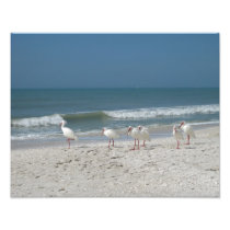 Beach Ibis