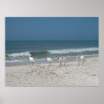 Beach Ibis Posters