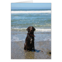 Beach Jake cards