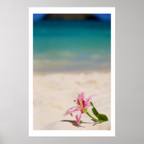 Beach Lily 24x36 art print