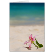 Beach Lily Cards
