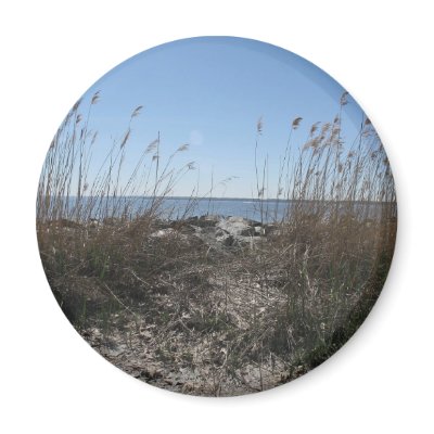 Beach Magnets by catsphotography